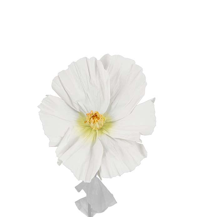 Blomster hoved - Lykke - Hvid - Filurfifi